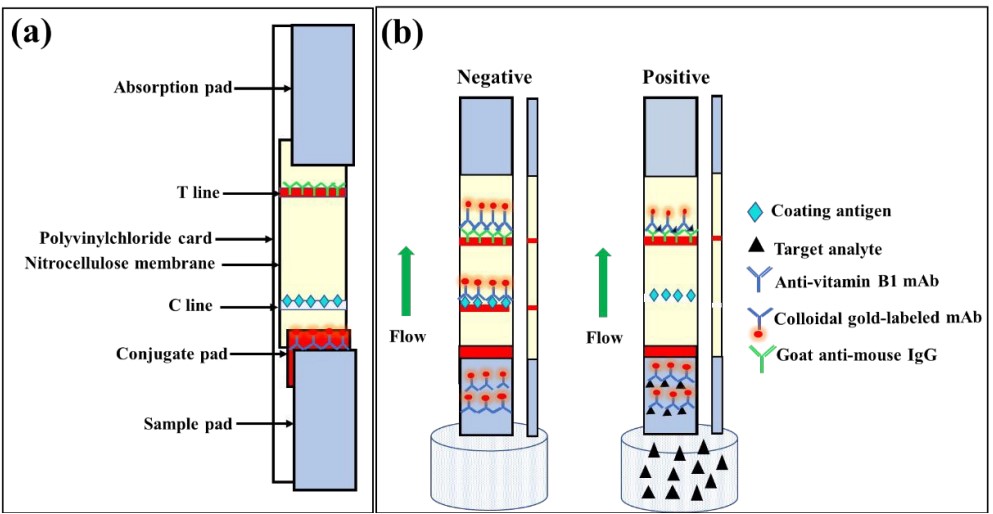 Vitamin B1 Screen Test Creative Diagnostics